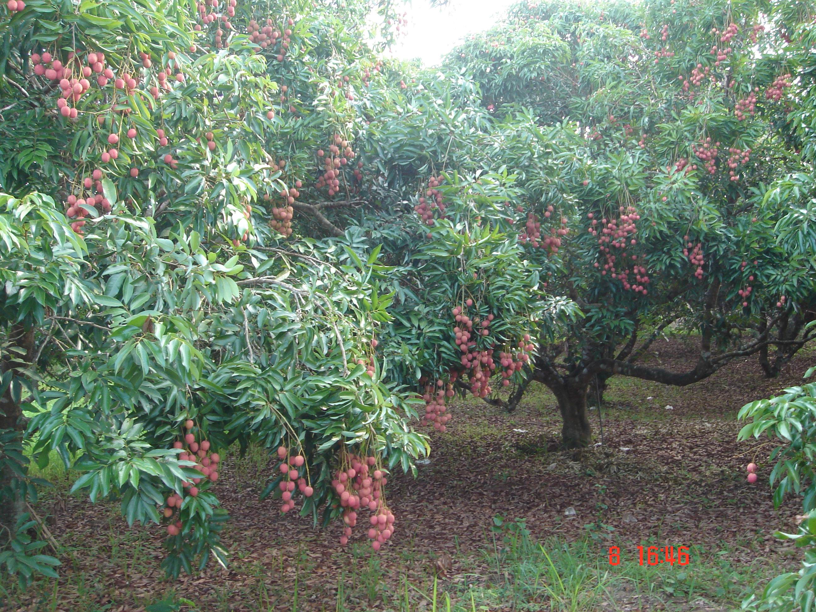 lychee photos